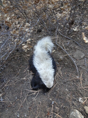 American Hog-nosed Skunk observed by julieluetzelschwab
