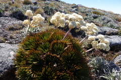 Aciphylla congesta