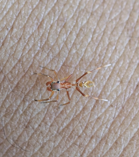 Photo of Red Weaver Ant-mimicking Spider (Myrmaplata plataleoides)