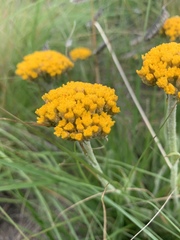 Helichrysum acutatum