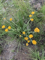Helichrysum acutatum