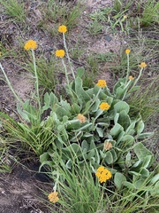 Helichrysum acutatum