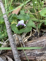 Viola eminens