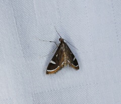Strepsinoma croesusalis