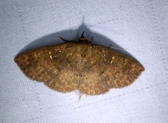 Sarobides inconclusa