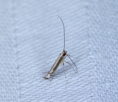 Eteoryctis syngramma