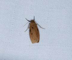 Paralithosia shaowuica