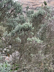 Syncolostemon eriocephalus