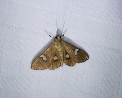 Nosophora