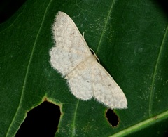 Idaea ptyonopoda