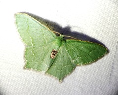 Hemithea marina