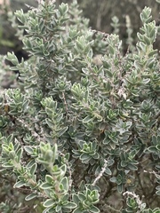 Syncolostemon eriocephalus