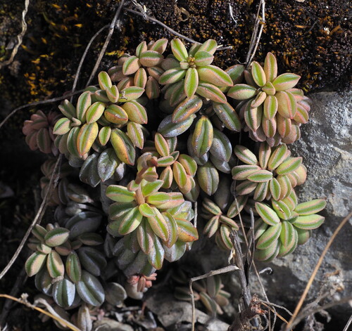 Peperomia nivalis