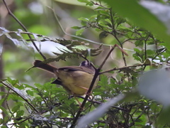 Basileuterus melanotis