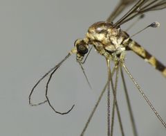 Dolichopeza parvicauda