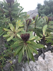 Protea rubropilosa