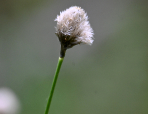 Northland cottonsedge (Eriophorum brachyantherum)