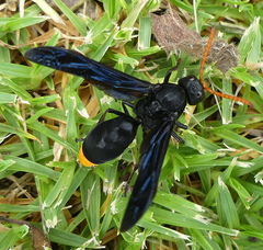Synagris