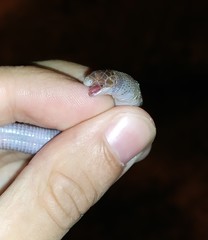 Amphisbaena angustifrons