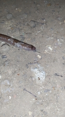 Amphisbaena angustifrons