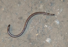 Amphisbaena angustifrons