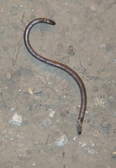 Amphisbaena angustifrons