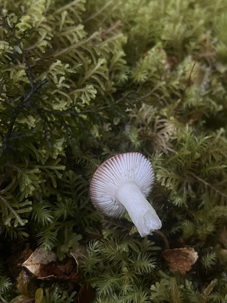 Russula roseopileata
