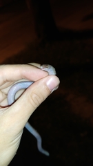 Amphisbaena angustifrons