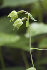 Epipactis papillosa