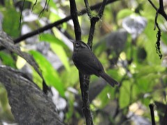 Basileuterus melanotis