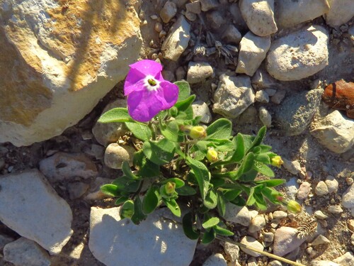 Texas cupflower (Hunzikeria texana)