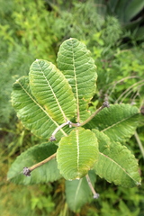 Asclepias otarioides