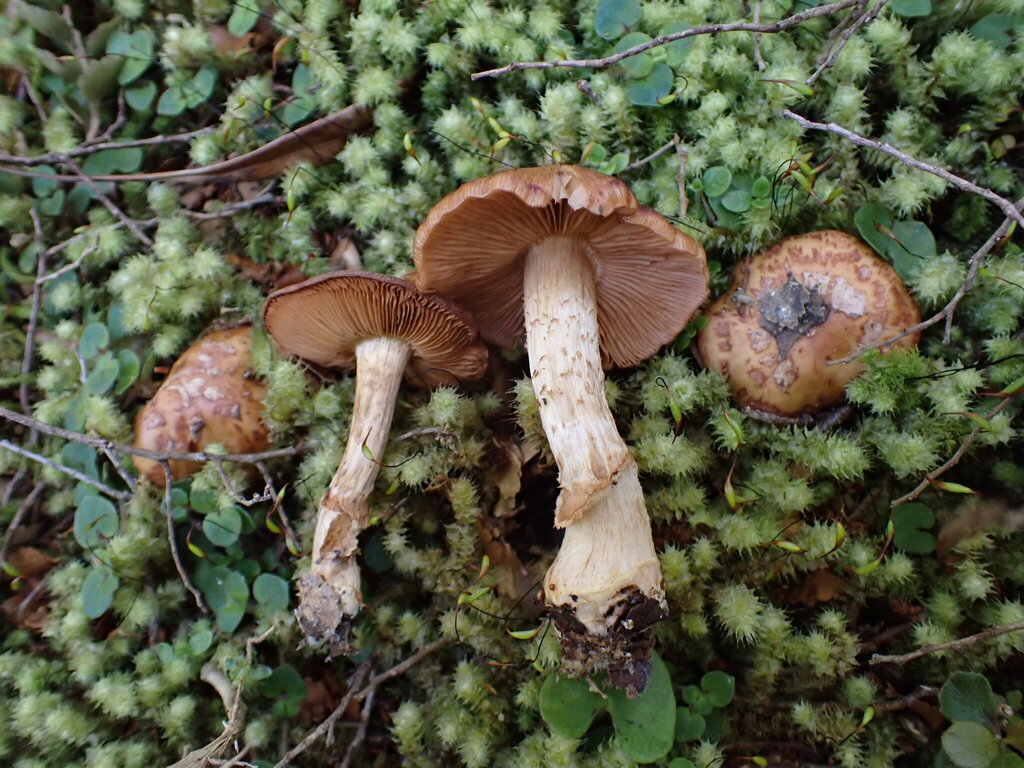 Cortinarius cesarioanus · December 2025 · photo: © oqt (iNaturalist, cc-by)