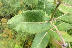 Asclepias otarioides