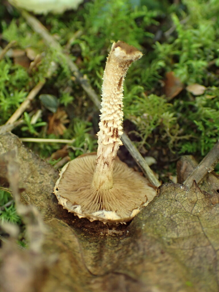 Pholiota subflammans · December 2025 · photo: © oqt (iNaturalist, cc-by)
