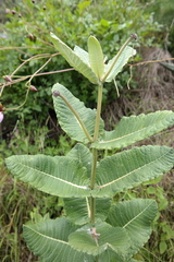 Asclepias otarioides