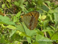 Argynnis laodice