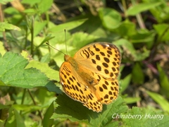 Argynnis laodice