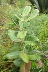 Asclepias otarioides