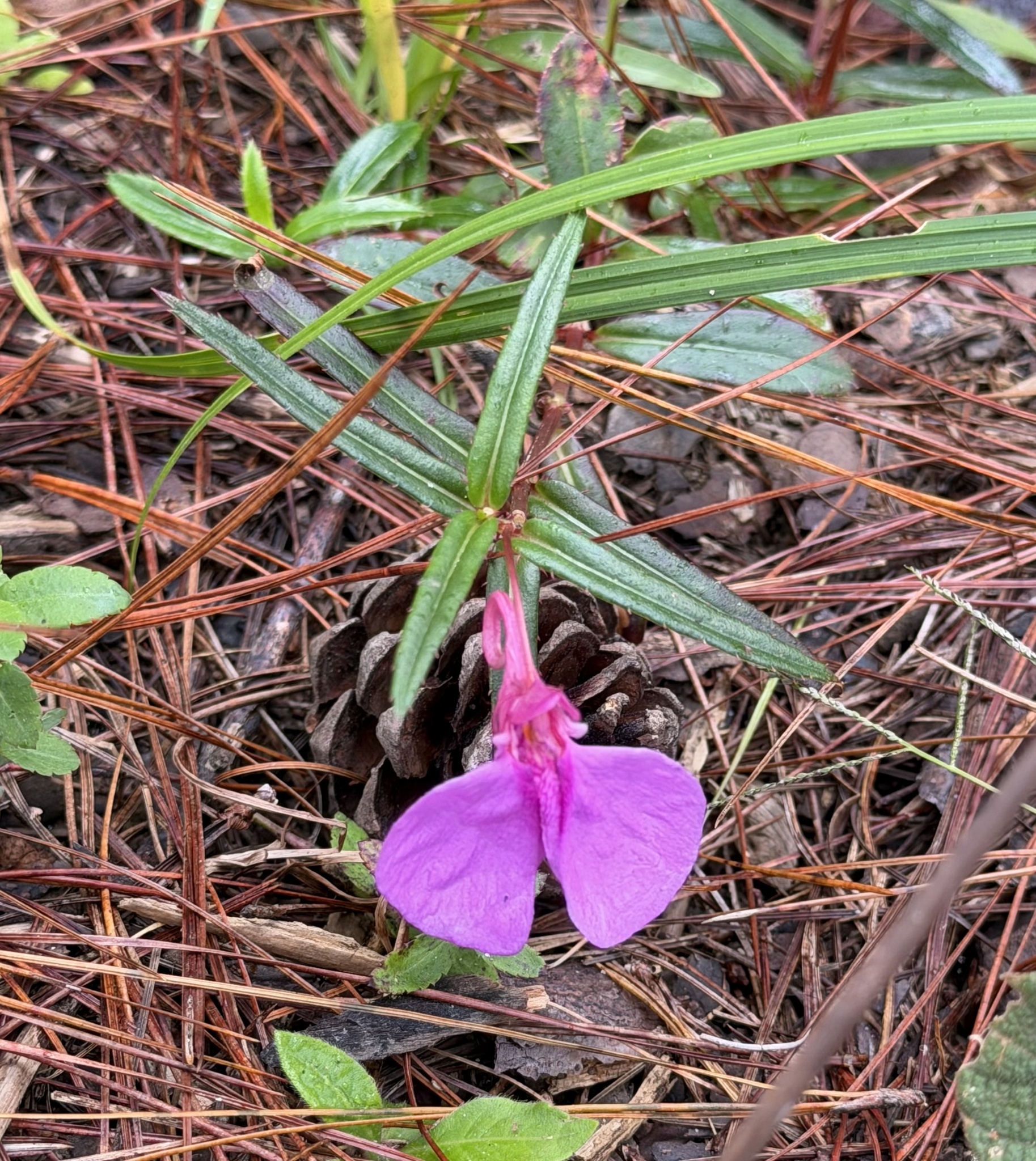 Impatiens chinensis (Impatiens chinensis)