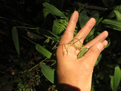 Paspalum candidum