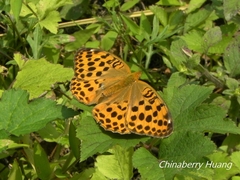 Argynnis laodice