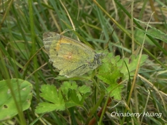 Colias fieldii