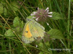 Colias fieldii