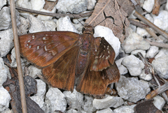 Ephyriades brunnea