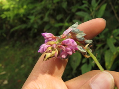 Desmodium intortum