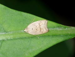 Scythropiodes