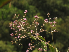 Lepidaploa canescens