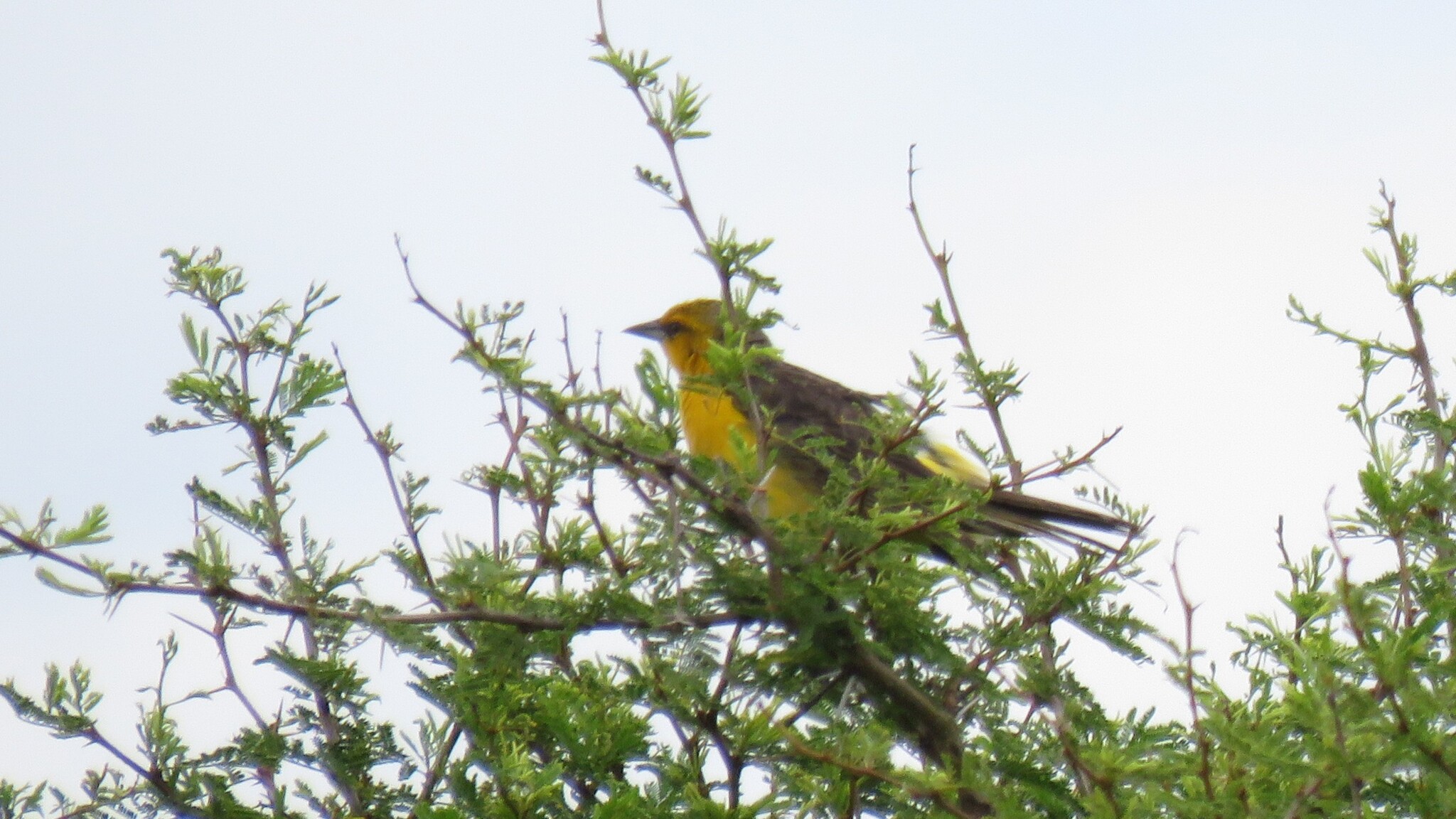 Saffron-cowled Blackbird (Xanthopsar flavus), photo 5