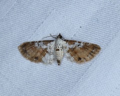 Eupithecia mundiscripta
